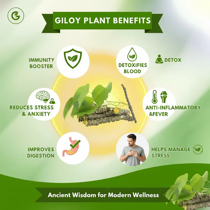 𝐇𝐞𝐫𝐛𝐚𝐥 𝐆𝐢𝐥𝐨𝐲 𝐏𝐚𝐭𝐜𝐡𝐞𝐬 🌿✨ (𝐁𝐮𝐲 𝟏 𝐆𝐞𝐭 𝟏 𝐅𝐫𝐞𝐞🔥🔥)